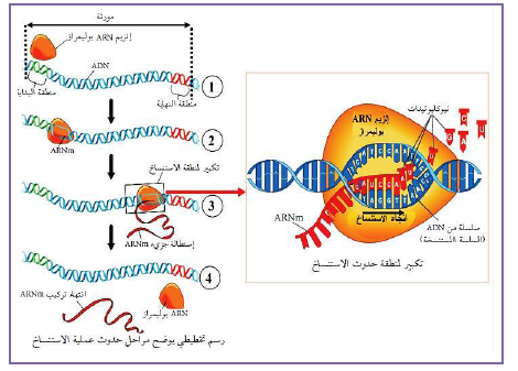 الملخص تفاصيل حدوث عملية الاستنساخ